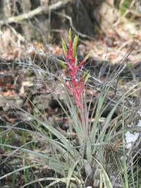 giant airplant (Tillandsia fasciculata) plant