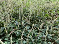 slender amaranth (Amaranthus viridis) plant