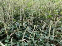 slender amaranth