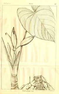 Homalomena rubescens (Homalomena rubescens) plant