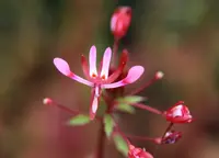 Lopezia racemosa plant