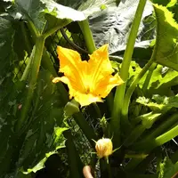 Cucurbita pepo var. giromontiina