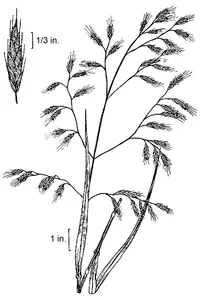 earlyleaf brome
