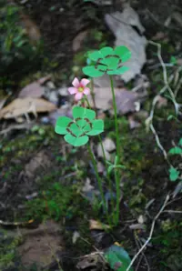 Iron cross