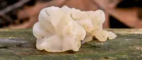 white jelly fungus