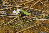 creeping water-plantain