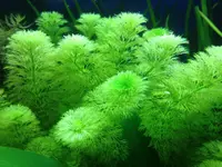 Limnophila sessiliflora plant