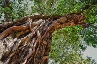 Ficus religiosa stem