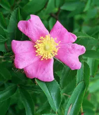 white prairie rose