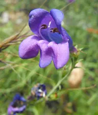 bunchleaf penstemon (Penstemon heterophyllus) plant