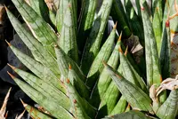 Dracaena francisii