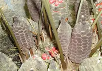 coontie