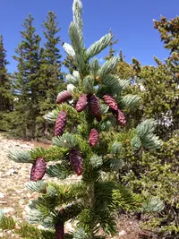 Engelmann Spruce