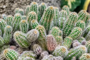 cacti