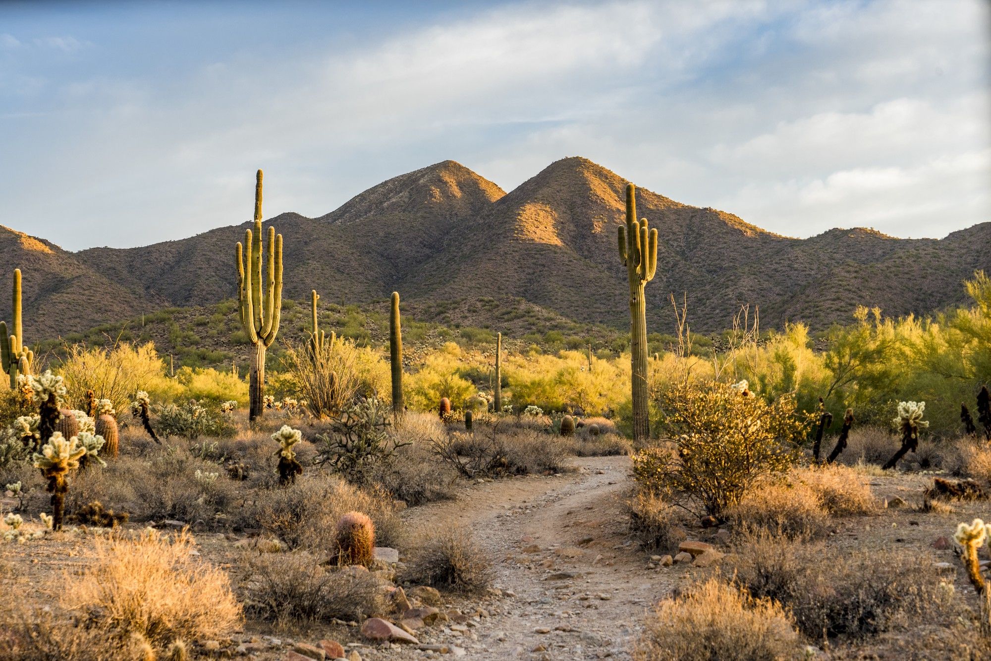 Saguaro cactus