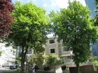 American basswood (Tilia americana) plant