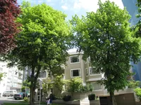 American basswood
