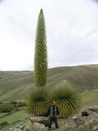 Queen of the Andes (Puya raimondii) plant