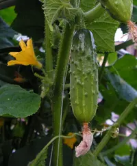 garden cucumber