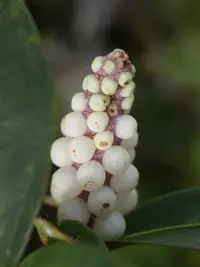 Anthurium obtusum