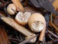 amorphous bird's nest fungus