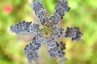 Kalanchoe delagoensis