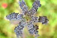 Kalanchoe delagoensis