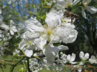 trifoliate orange