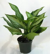 Chinese Evergreen
