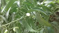 pearlberry