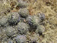 Coryphantha pallida