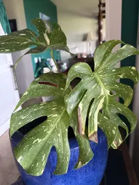 Monstera photo by a Botan App user