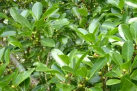Ficus reflexa (Ficus reflexa) plant