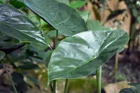Alocasia wentii