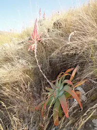 Aloe suprafoliata