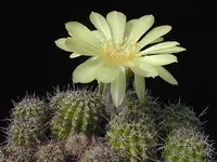 Echinopsis aurea