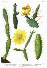 Velvet Bur Cactus