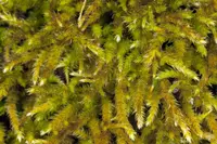 California antitrichia moss (Antitrichia californica) plant