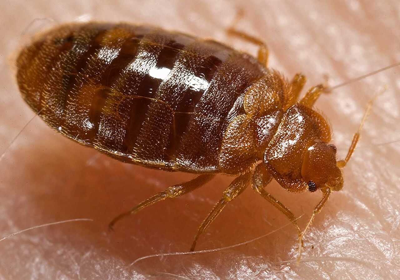 Tiny Black Bugs That Look Like Poppy Seeds - Bed Bugs