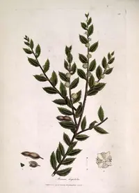 Rough Hairy Wattle