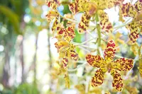 Grammatophyllum speciosum with flowers
