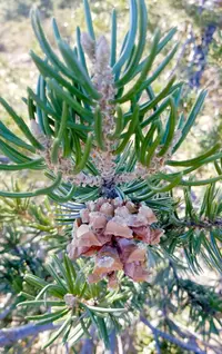 Parry Pinyon