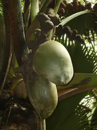 double coconut