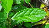 Aiouea montana