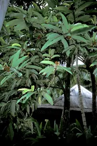 mabolo