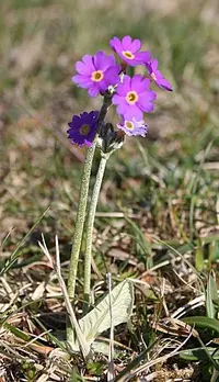 Scottish primrose (Primula scotica) plant