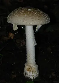 Small Funnel-Veil Amanita