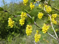 Common Barberry