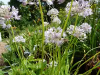 ornamental onion