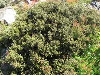 Mountain Plum Pine